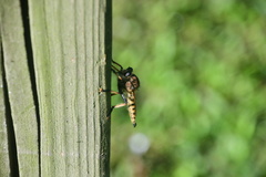 Promachus rufipes