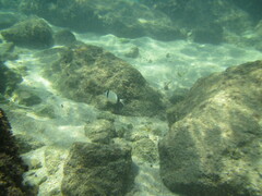 Diplodus vulgaris