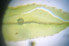 Mnium hornum