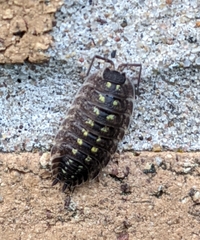 Porcellio spinicornis