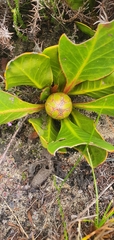 Protea acaulos