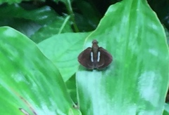 Notocrypta paralysos varians