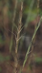 Aristida stricta