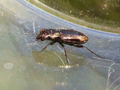 Notiophilus biguttatus