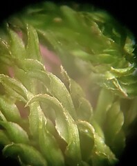 Mnium hornum