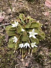 Drosera whittakeri