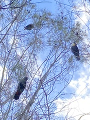 Calyptorhynchus lathami