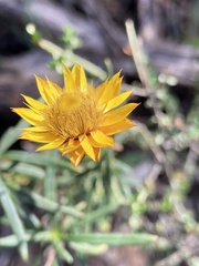 Xerochrysum viscosum
