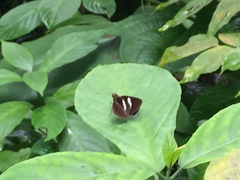 Notocrypta paralysos varians