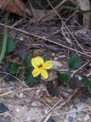 Goodenia rotundifolia