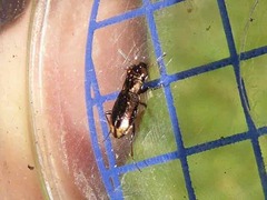 Notiophilus biguttatus