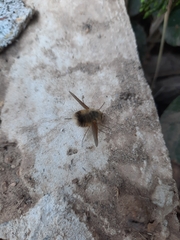 Bombyliinae