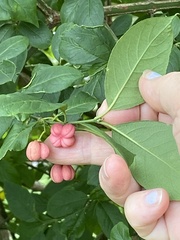 Euonymus