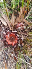 Protea acaulos