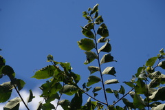 Ulmus rubra