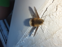 Bombyliinae