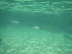 Trachinotus ovatus
