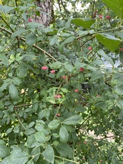 Euonymus