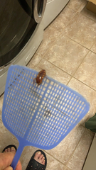 Periplaneta australasiae