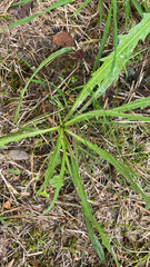 Scorzoneroides autumnalis