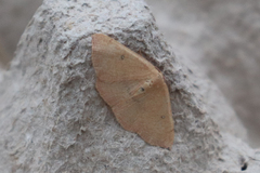 Cyclophora puppillaria