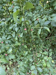 Euonymus