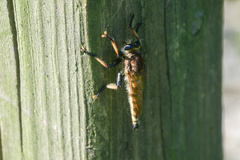 Promachus rufipes