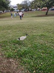 Threskiornis molucca