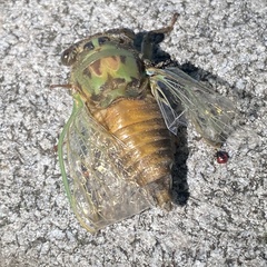 Neotibicen pruinosus