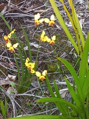 Diuris