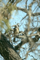 Lophoceros nasutus