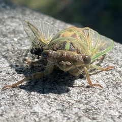 Neotibicen pruinosus