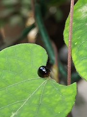 Chilocorus nigritus