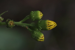 Senecio