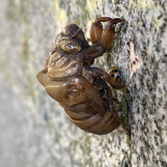 Neotibicen pruinosus