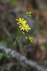 Senecio