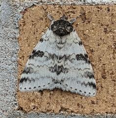 Catocala relicta