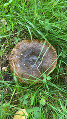Lactarius turpis