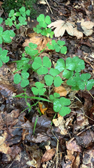 Oxalis acetosella
