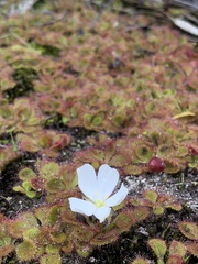 Drosera aberrans