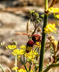 Vespa orientalis
