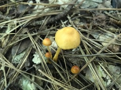 Gliophorus