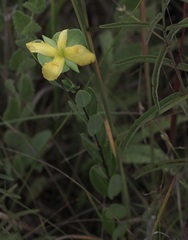 Hypericum crux-andreae