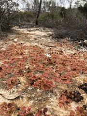 Drosera aberrans