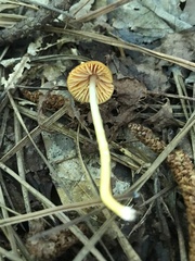 Gliophorus