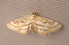 Parapoynx badiusalis