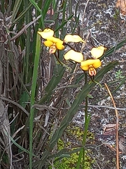 Diuris