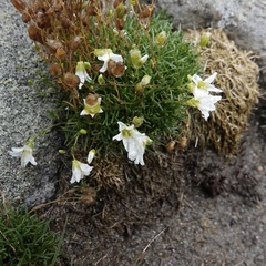 Mononeuria groenlandica