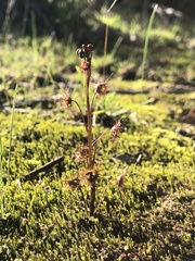 Drosera auriculata