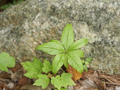 Lysimachia borealis